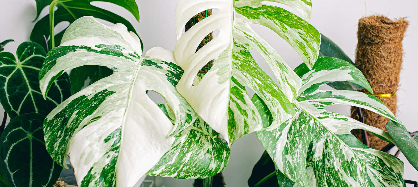 Variegata 
